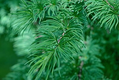 Pseudolarix kaempferi - pamodřín Kaempferův - jarní větvička